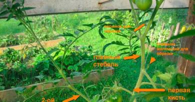 Формировка томатов в один и два стебля Формирование в 2 стебля