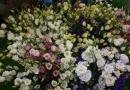 Японская роза комнатная: лучшие сорта и особенности их выращивания Цветы японская роза